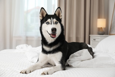 Photo of Cute Siberian Husky dog on bed at home