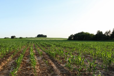 Beautiful agricultural field with green corn plants on sunny day