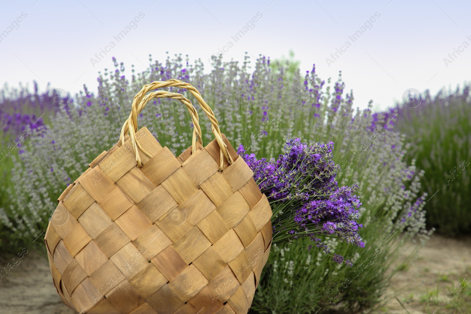 Photo of Wicker bag with beautiful lavender flowers in field