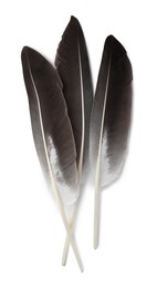 Photo of Three beautiful bird feathers isolated on white, top view