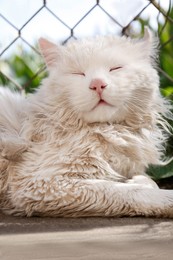 Cute fluffy cat resting near fence on sunny day