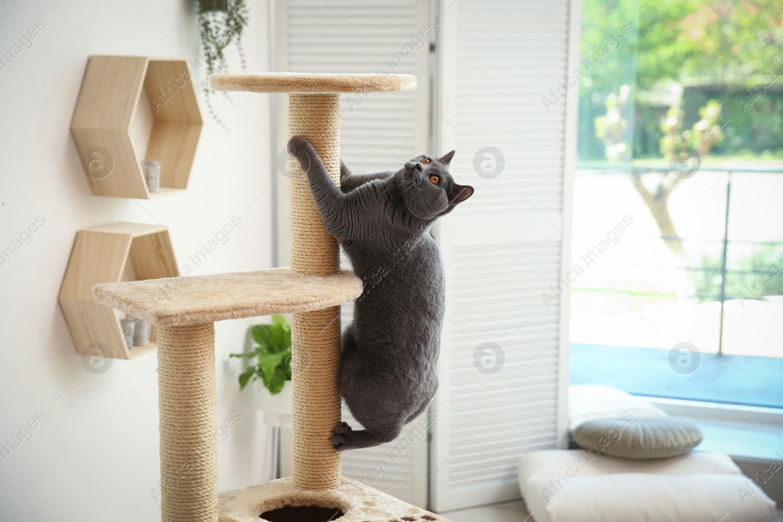 Photo of Cute pet on cat tree at home