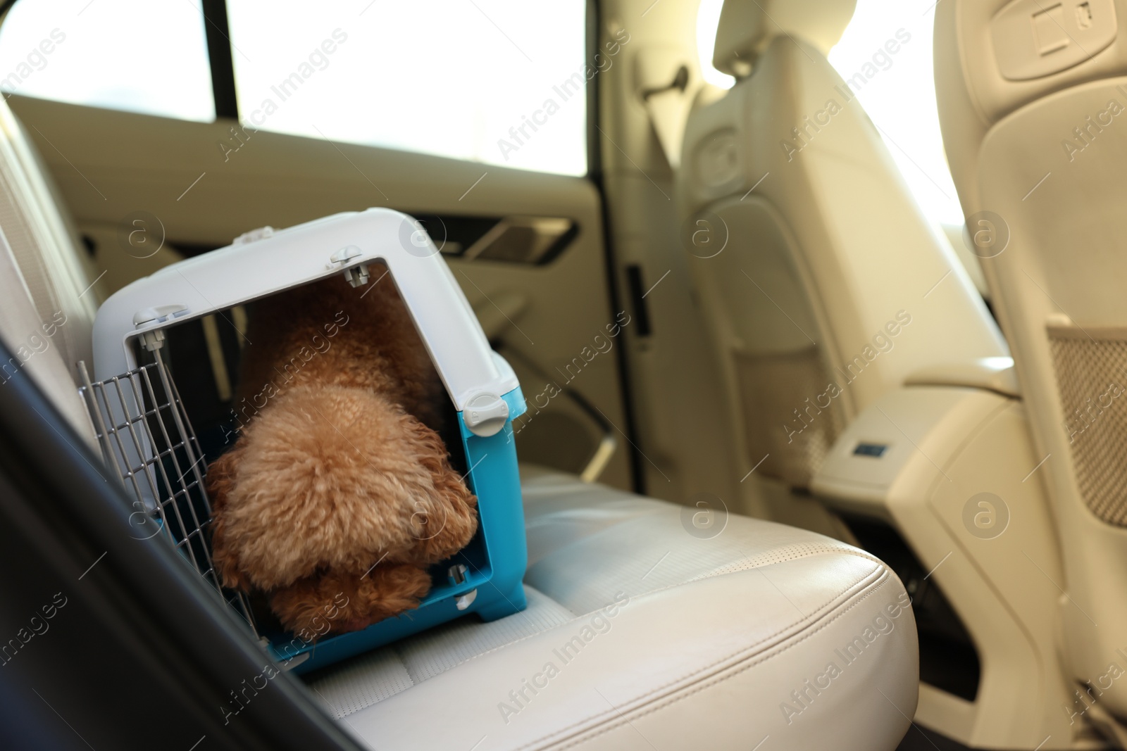 Photo of Cute dog in pet carrier travelling by car. Space for text