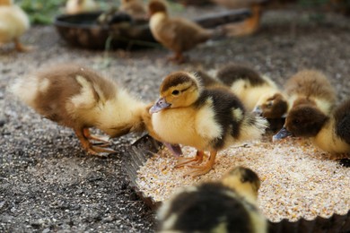 Photo of Cute fluffy duckling near bowl of seed mix in farmyard