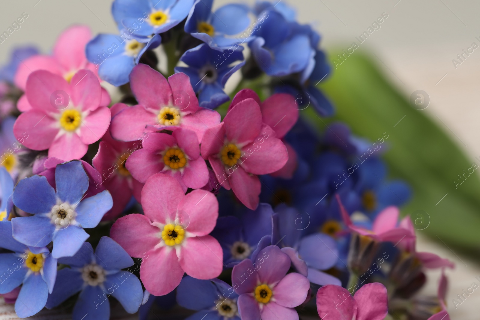 Photo of Beautiful blue and pink Forget-me-not flowers on blurred background, closeup