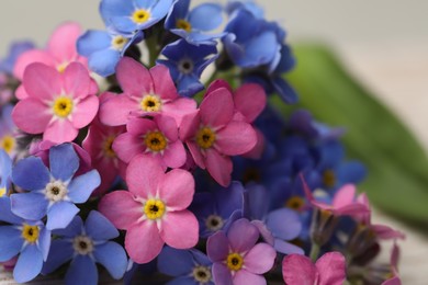 Photo of Beautiful blue and pink Forget-me-not flowers on blurred background, closeup
