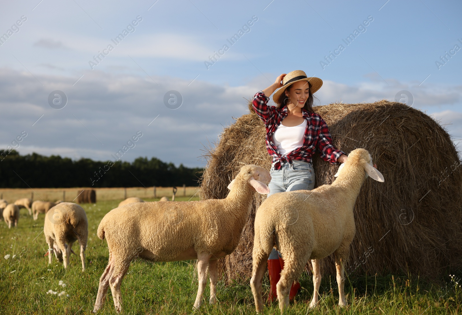 Photo of Smiling woman and sheep near hay bale on animal farm. Space for text