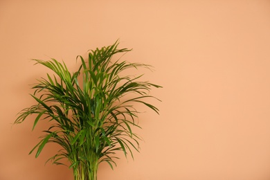 Beautiful exotic house plant on color background. Space for text