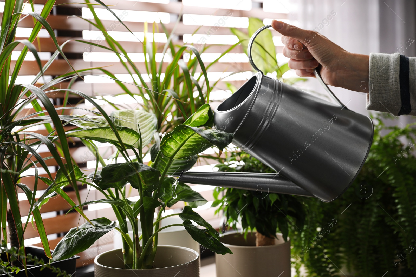 Photo of Woman watering plants near window at home, closeup