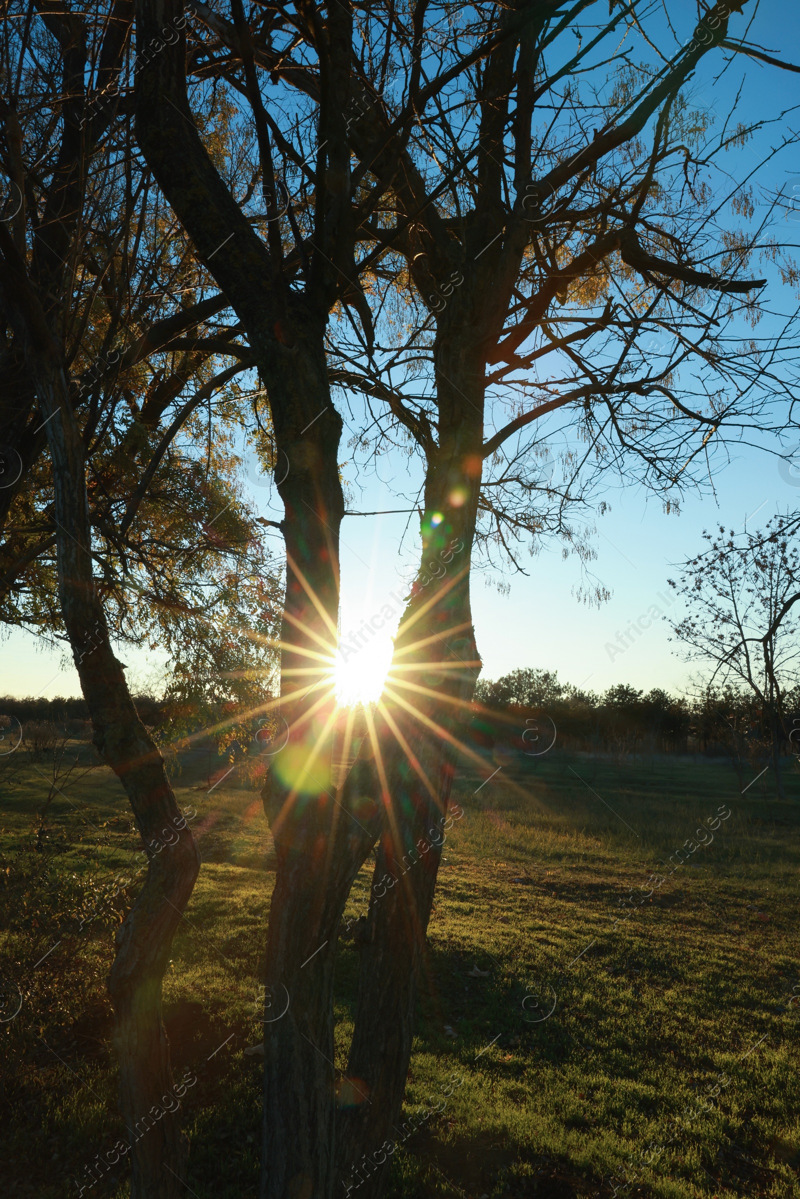 Photo of Picturesque view of trees in countryside at sunset