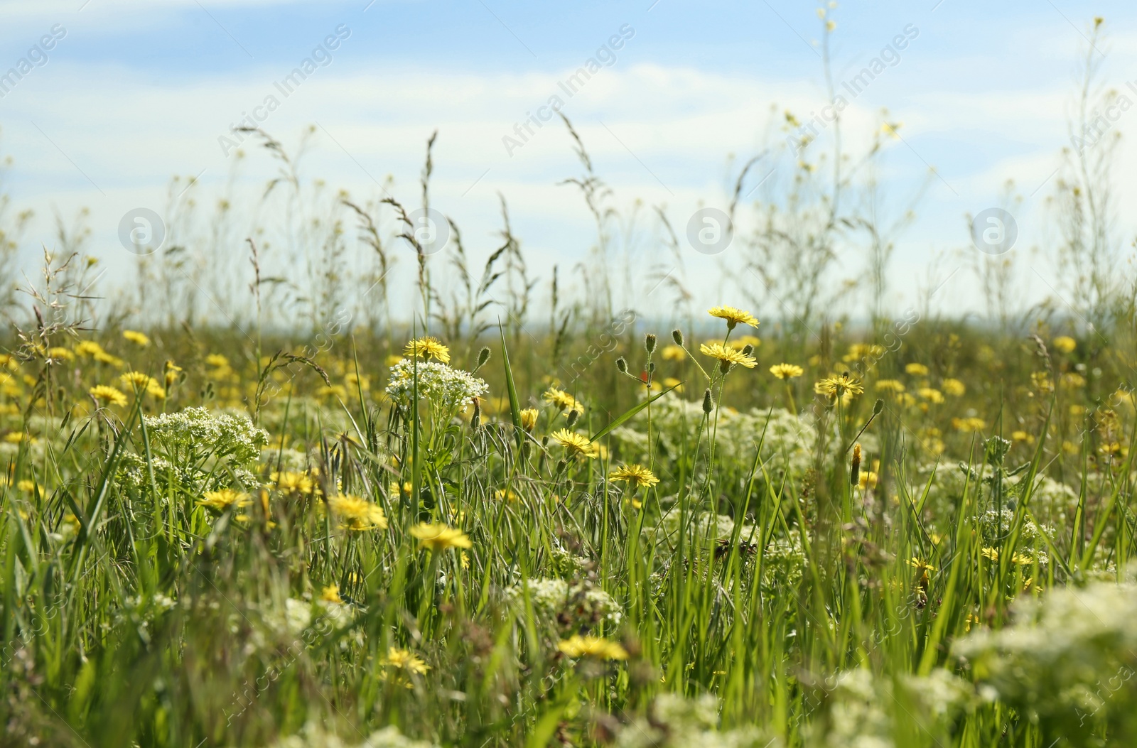 Photo of Beautiful flowers growing in meadow on sunny day