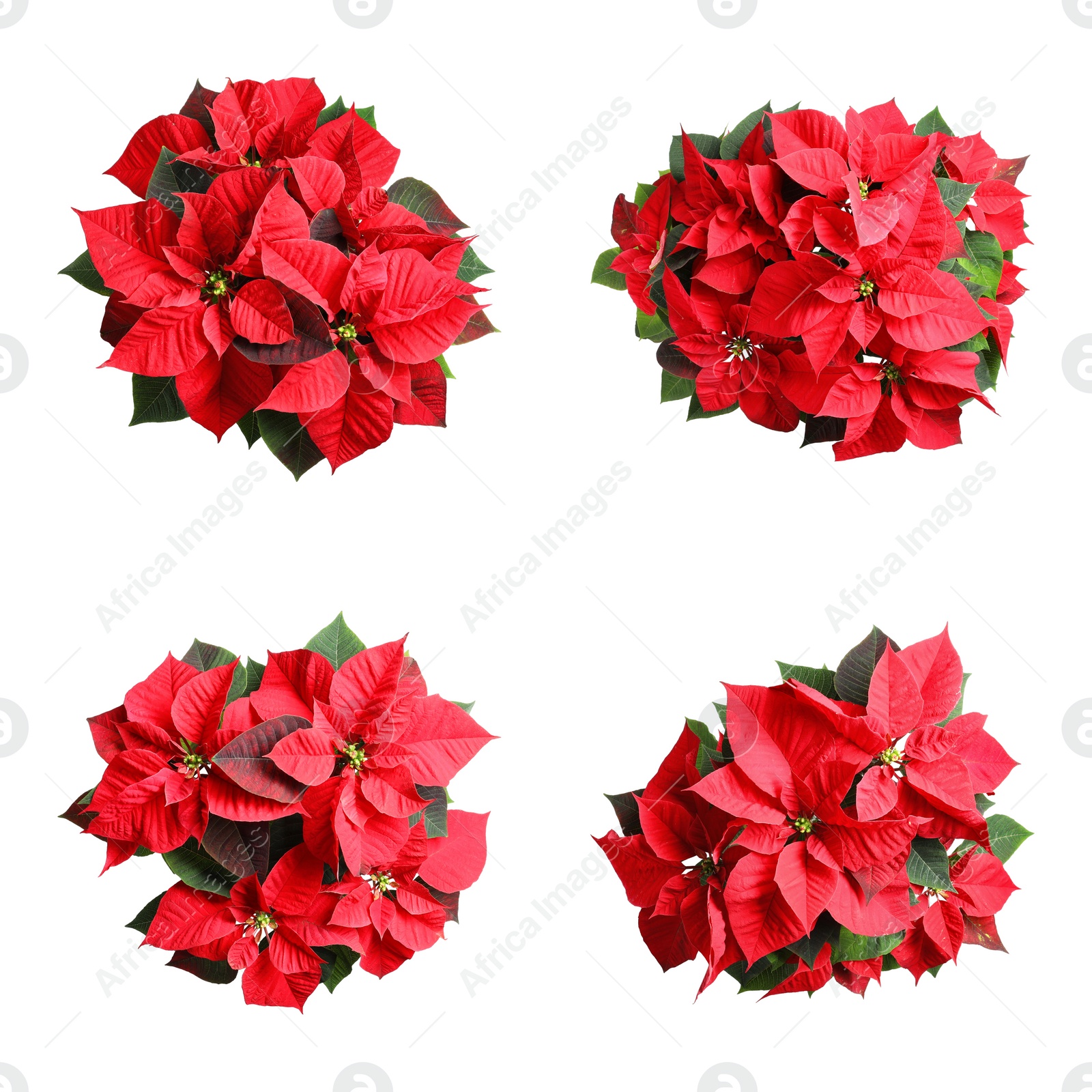 Image of Set of poinsettias on white background. top view. Christmas traditional flower