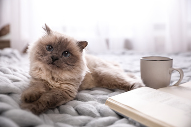 Photo of Birman cat, book and cup of drink on knitted blanket at home. Cute pet