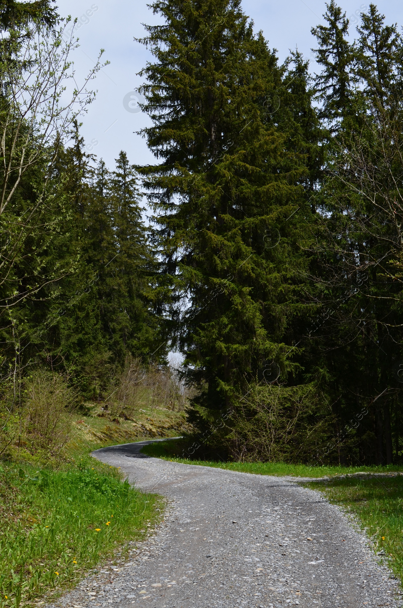 Photo of Many green trees and pathway in forest