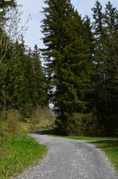 Many green trees and pathway in forest