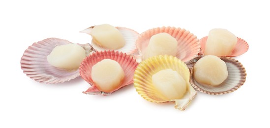 Many fresh raw scallops in shells isolated on white