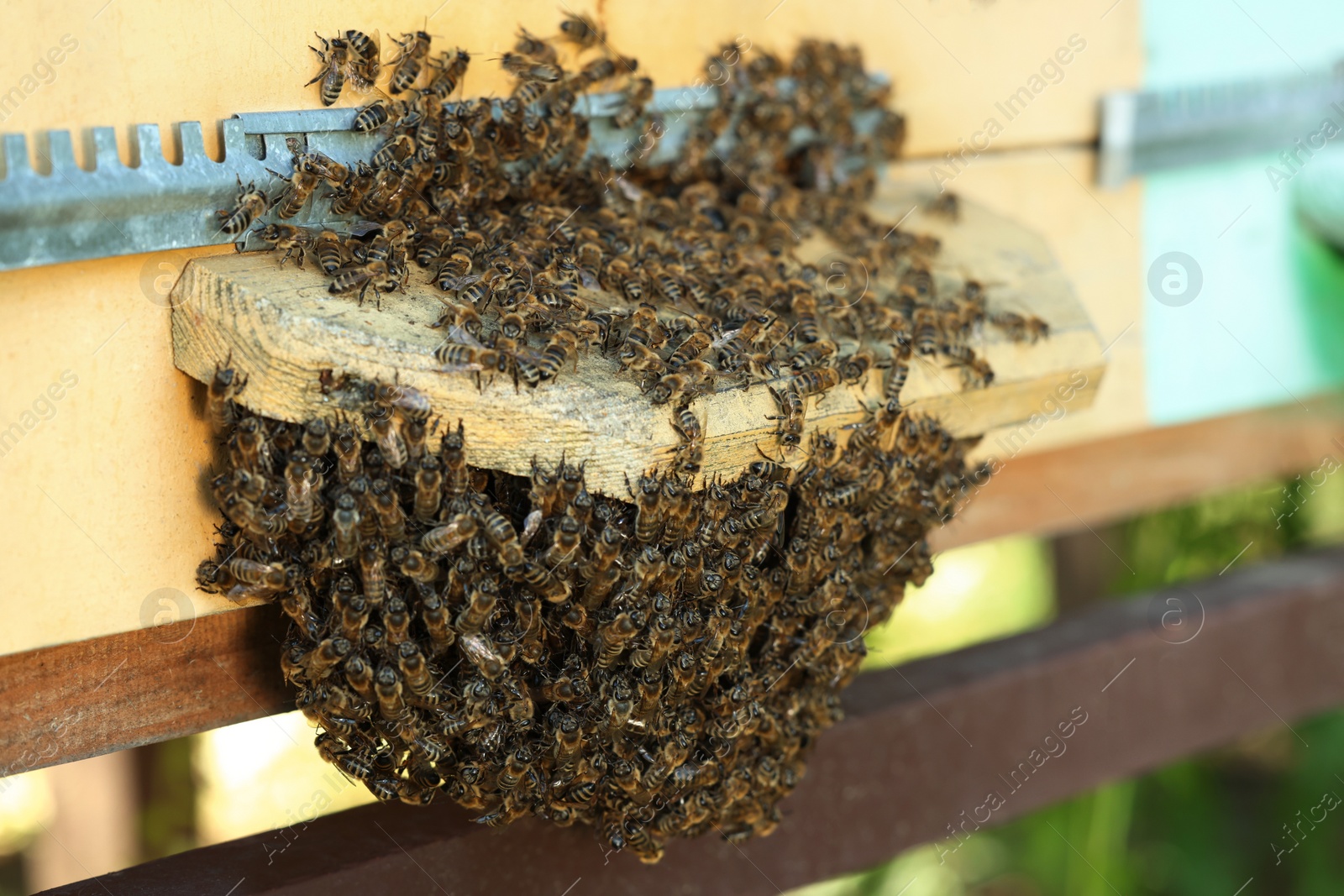 Photo of Closeup view of wooden hive with honey bees on sunny day