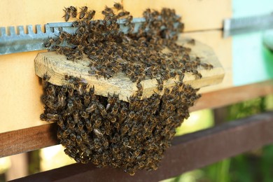 Closeup view of wooden hive with honey bees on sunny day