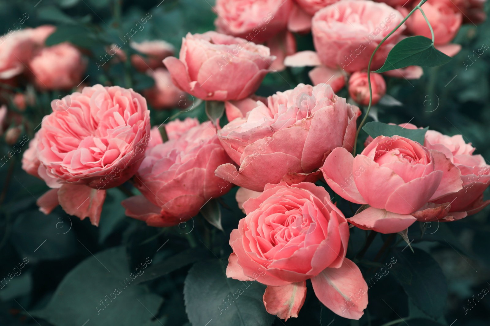 Image of Beautiful blooming pink roses on bush outdoors