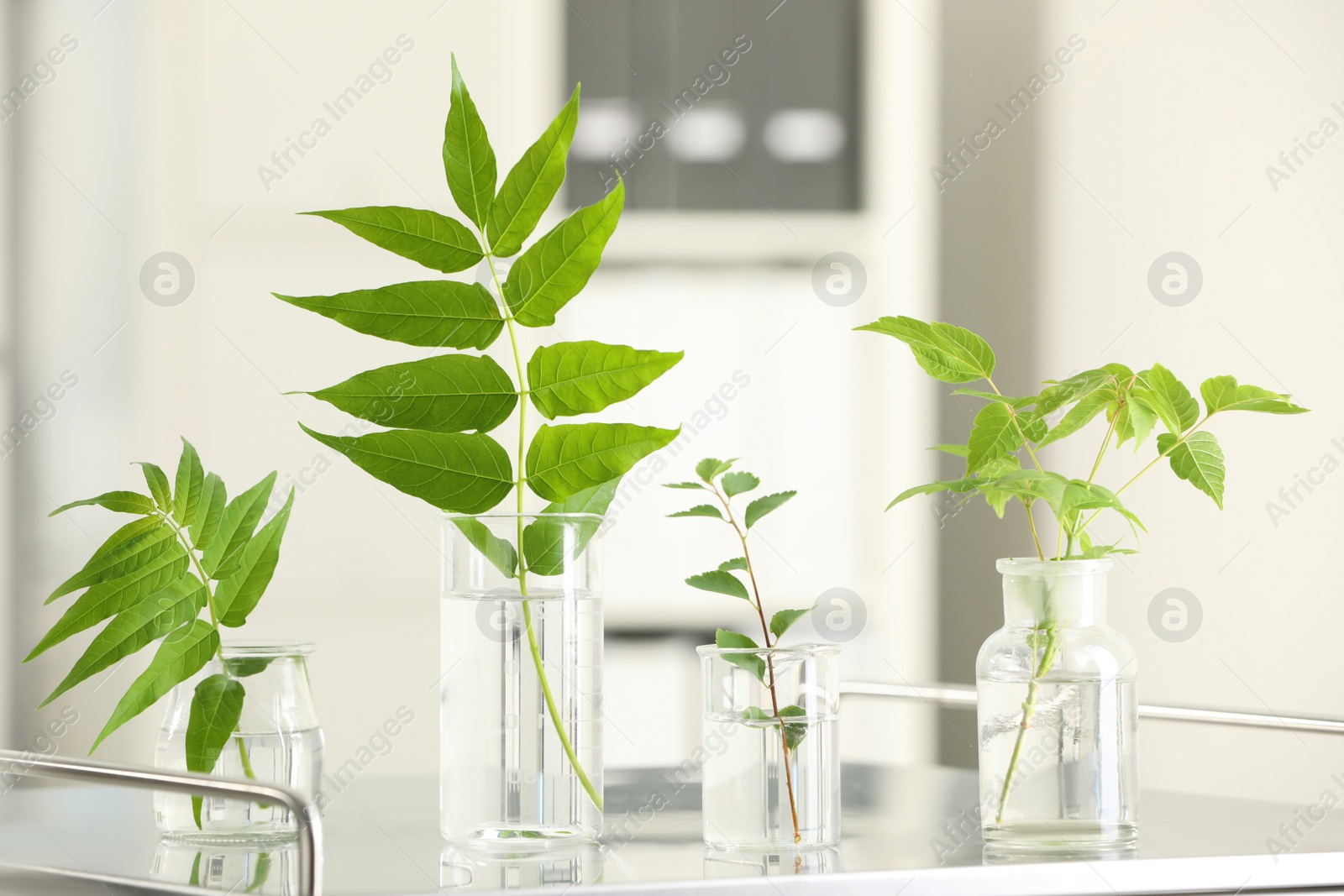 Photo of Laboratory glassware with plants on metal table