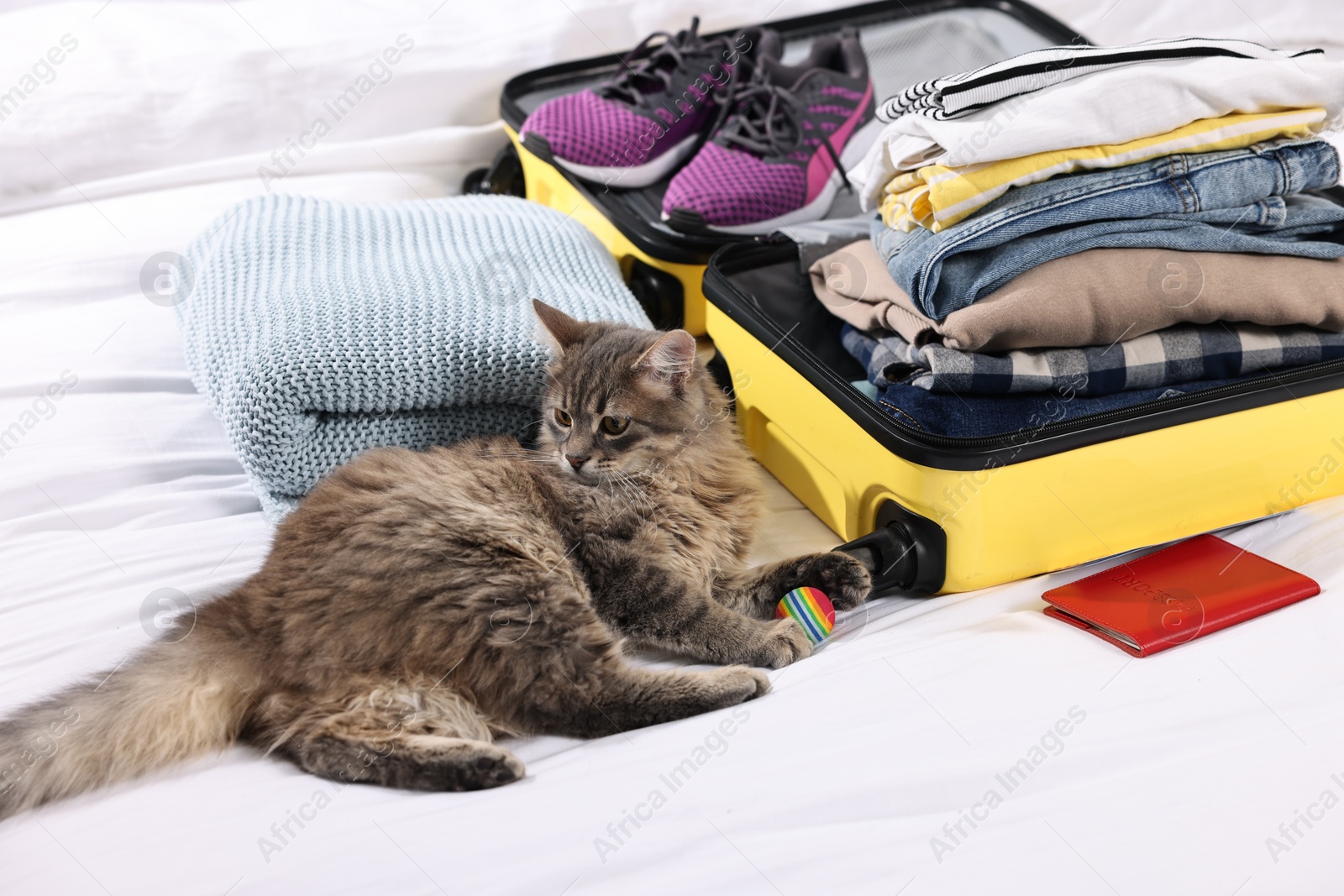 Photo of Travel with pet. Cat, ball, passport, clothes and suitcase on bed