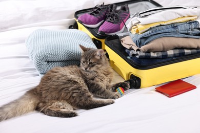 Travel with pet. Cat, ball, passport, clothes and suitcase on bed