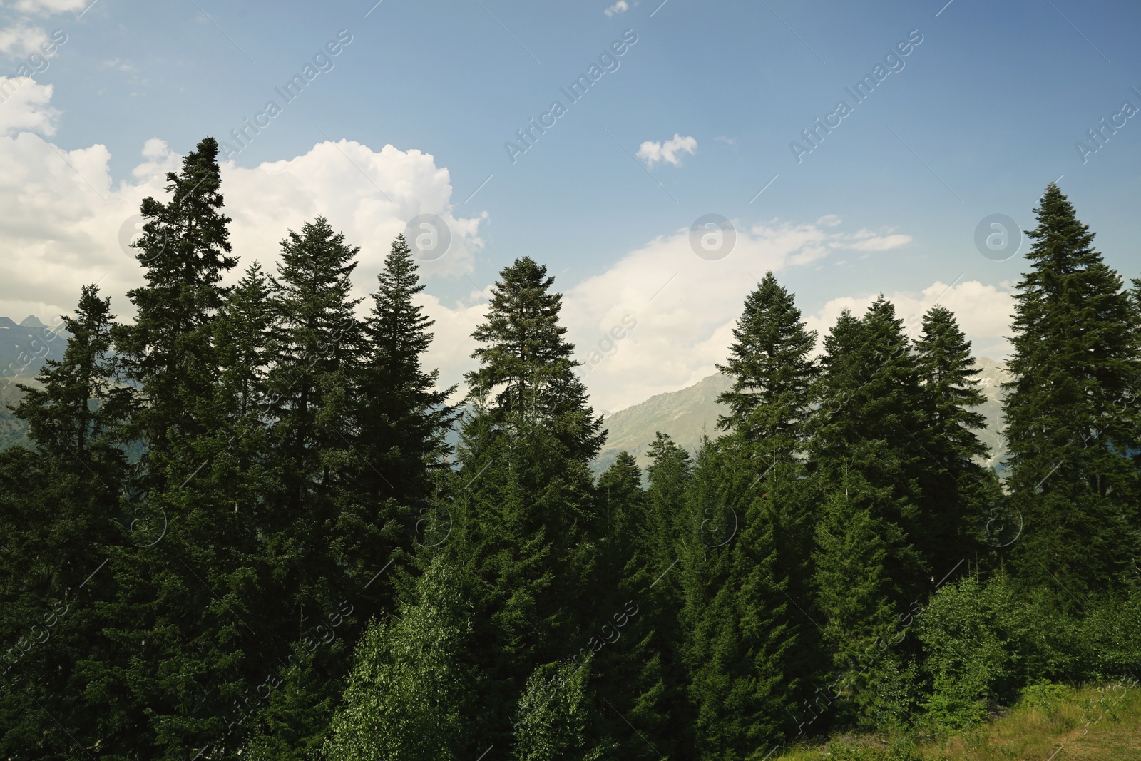 Photo of Beautiful trees in forest under light blue sky