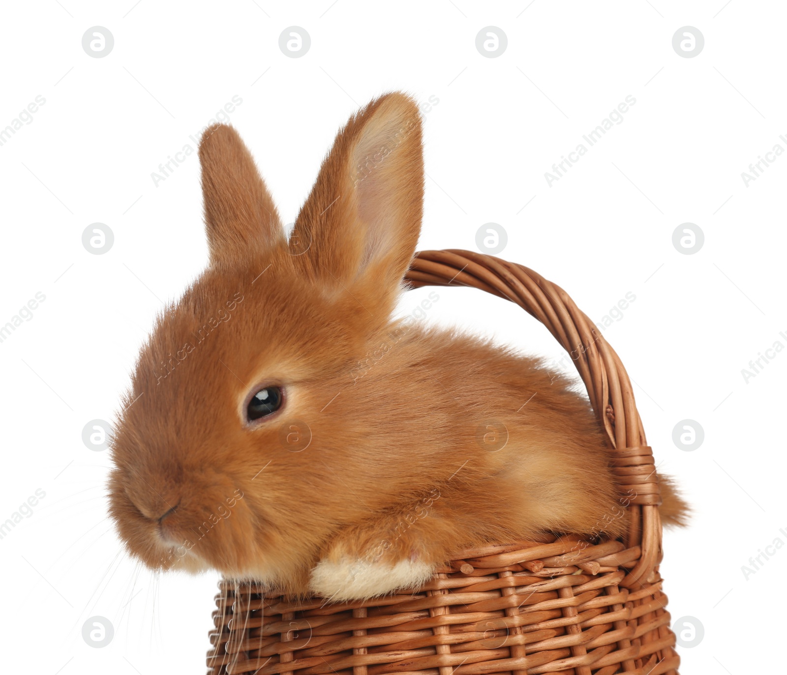 Photo of Adorable fluffy bunny in wicker basket isolated on white, closeup. Easter symbol