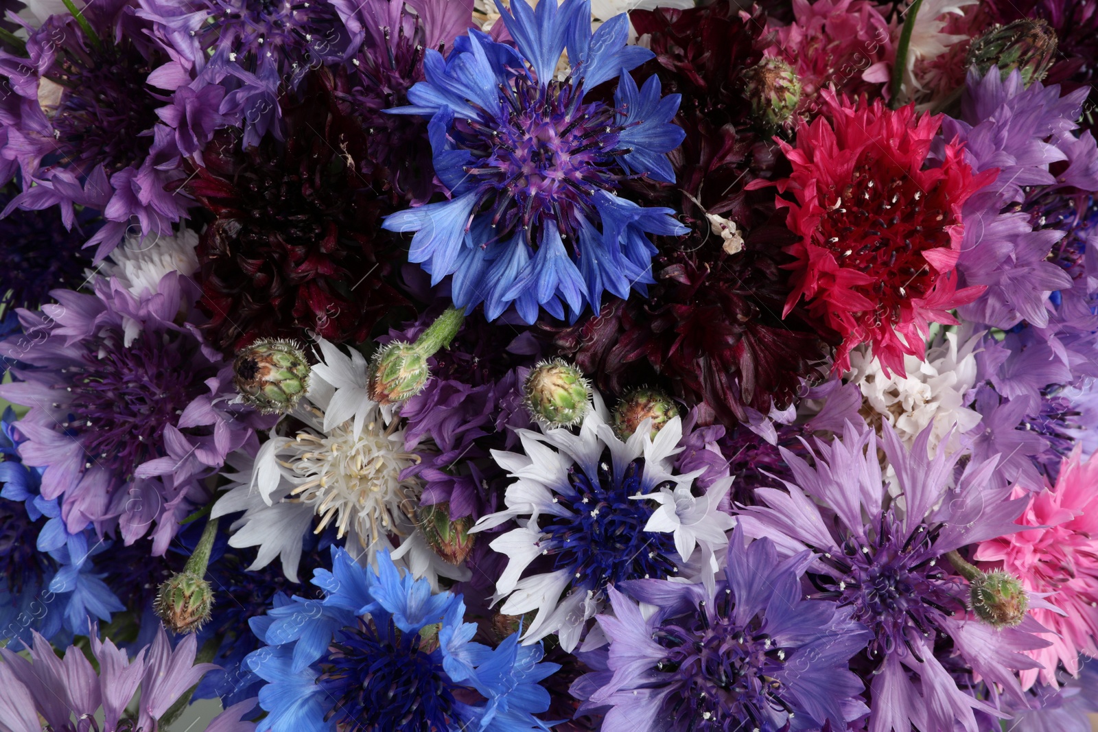 Photo of Beautiful colorful cornflowers as background, closeup view