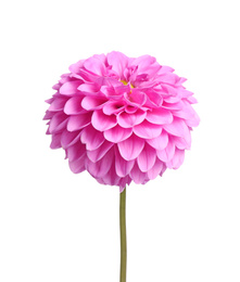 Photo of Beautiful pink dahlia flower on white background