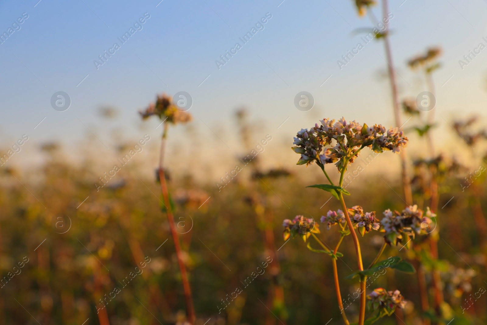 Photo of Many beautiful buckwheat flowers growing in field on sunny day, space for text