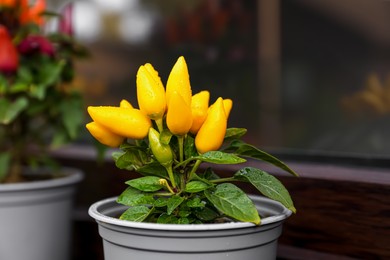 Photo of Capsicum Annuum plants. Potted yellow and rainbow multicolor chili peppers near window outdoors, space for text