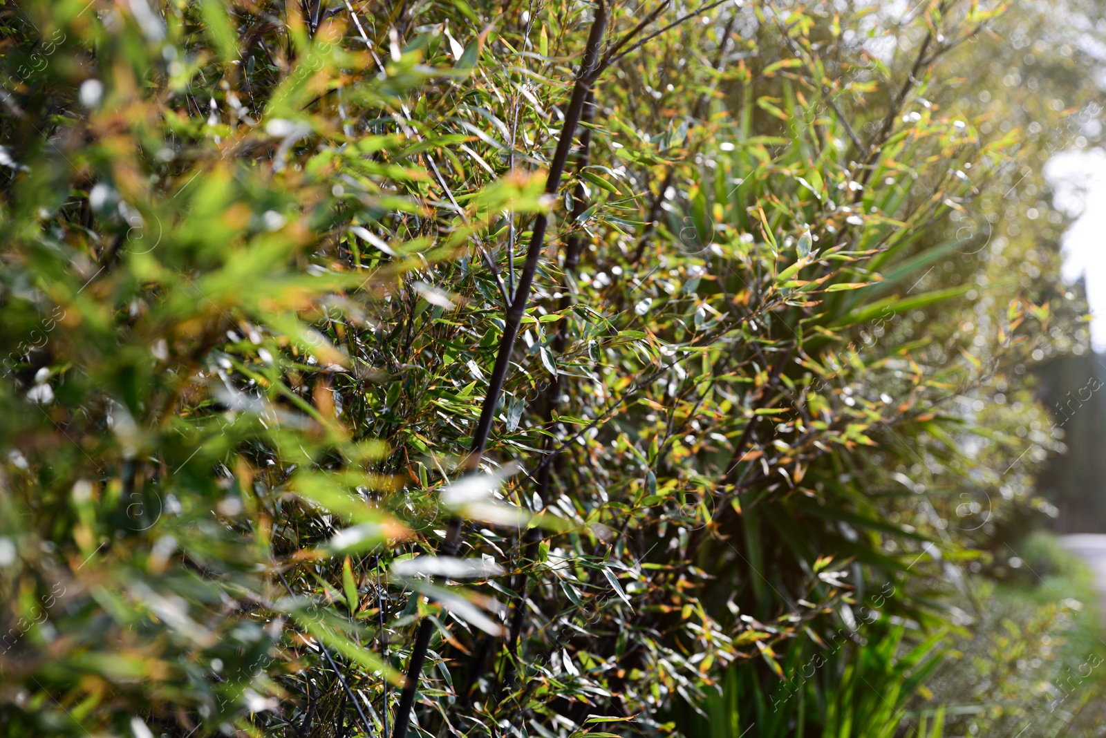 Photo of Beautiful bamboo plants with lush green leaves growing outdoors