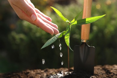 Photo of Woman watering seedling outdoors, closeup. Planting tree