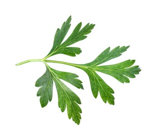 Photo of Fresh green parsley leaf isolated on white