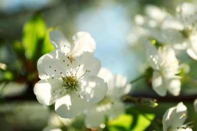 Blossoming cherry tree, closeup