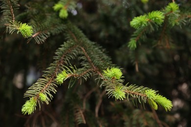 Beautiful branches of coniferous tree, closeup view