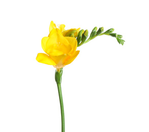 Photo of Beautiful yellow freesia flower isolated on white