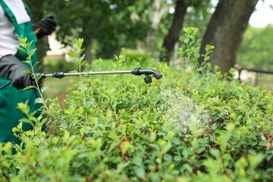Worker spraying pesticide onto green bush outdoors, closeup. Pest control