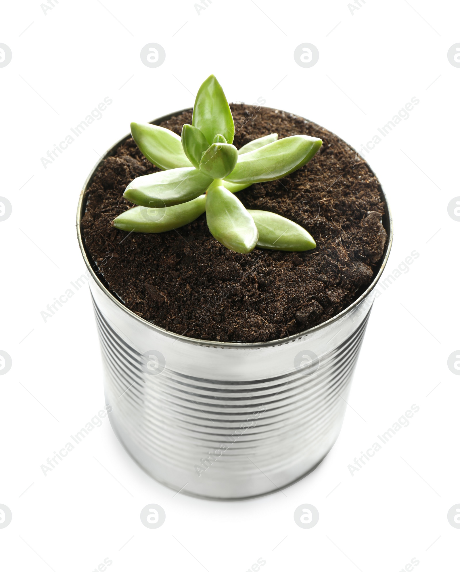 Photo of Beautiful succulent plant in tin can isolated on white. Home decor