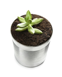Beautiful succulent plant in tin can isolated on white. Home decor