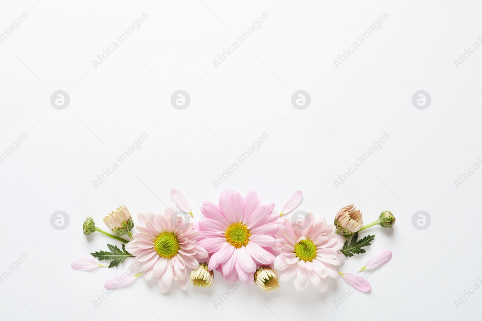 Photo of Beautiful chamomile flowers on white background, flat lay with space for text