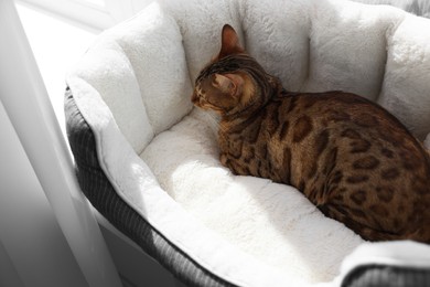 Cute Bengal cat lying on pet bed on windowsill at home