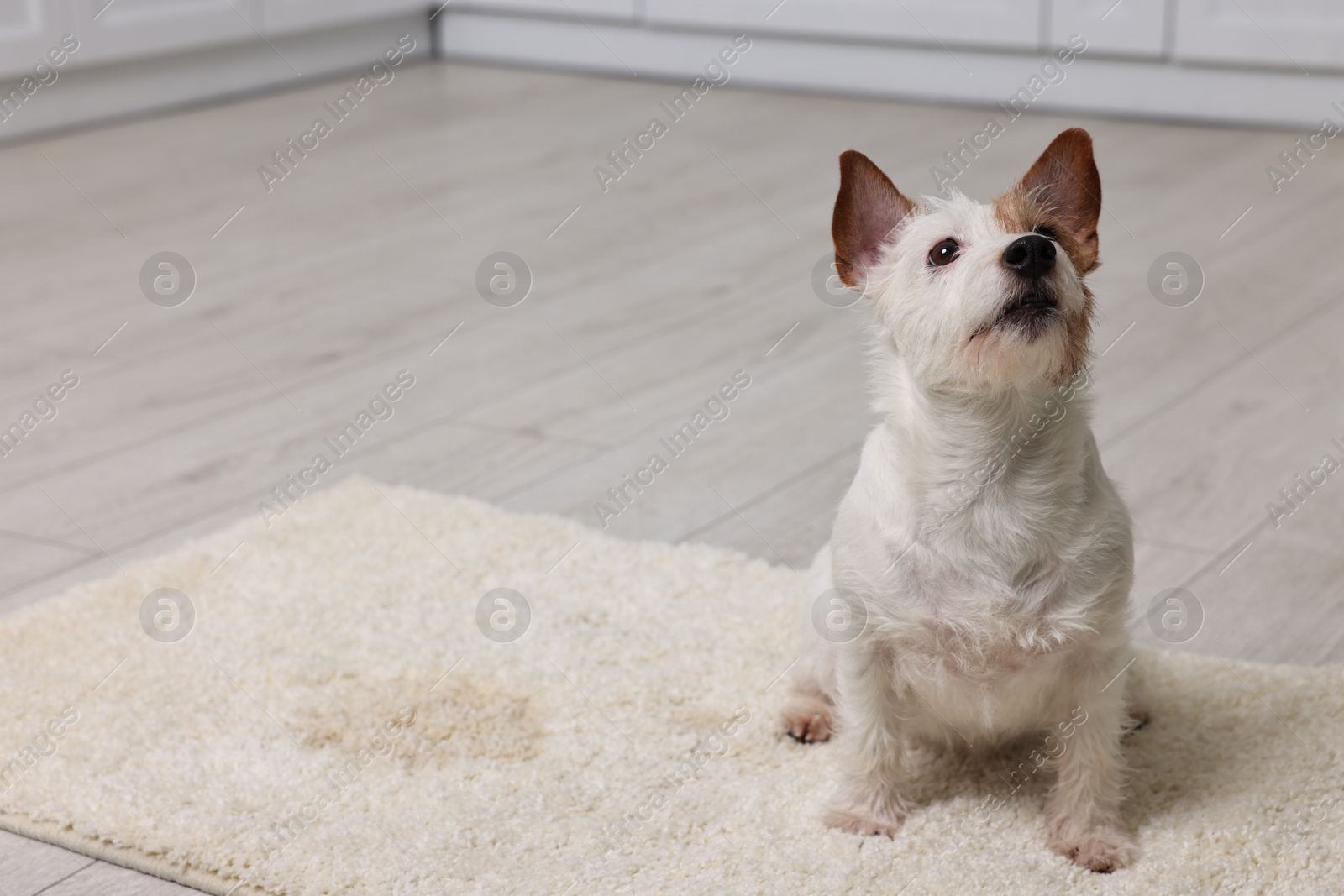 Photo of Cute dog near wet spot on rug indoors. Space for text