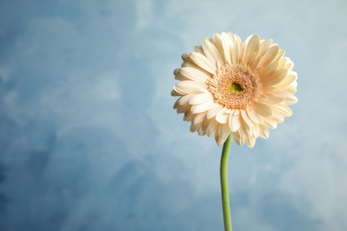 Photo of Beautiful bright gerbera flower on color background. Space for text