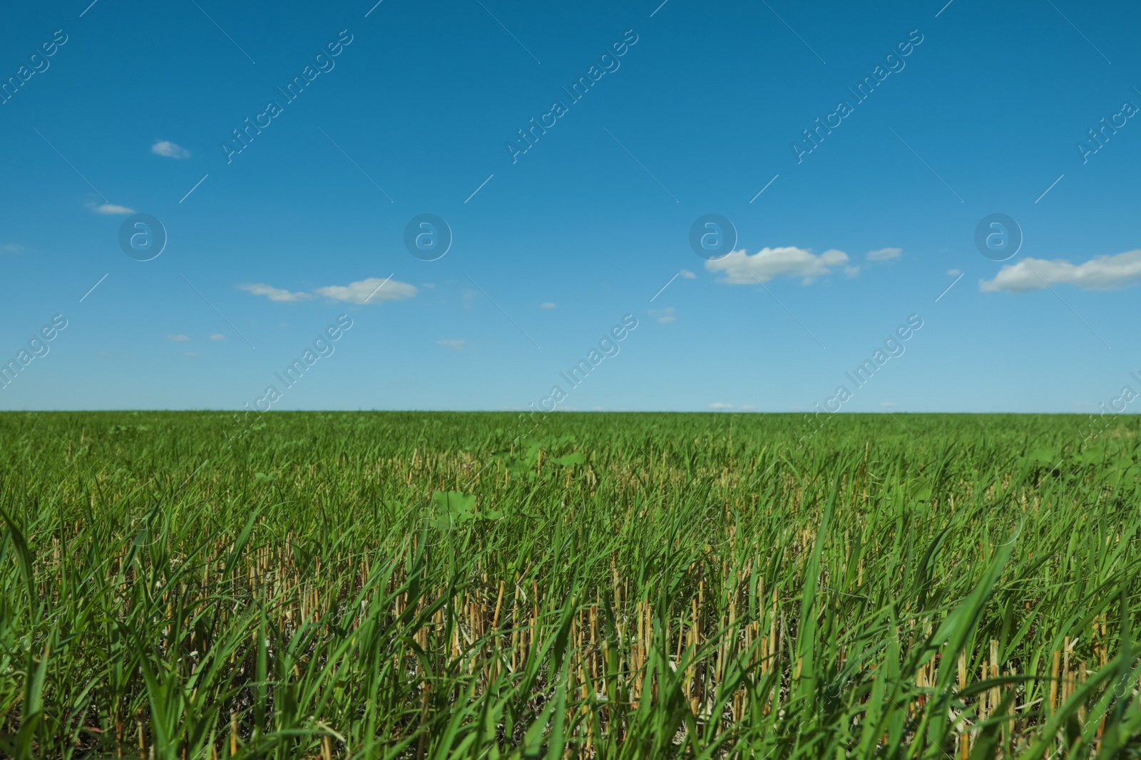 Photo of Picturesque view of green grass growing in field and blue sky