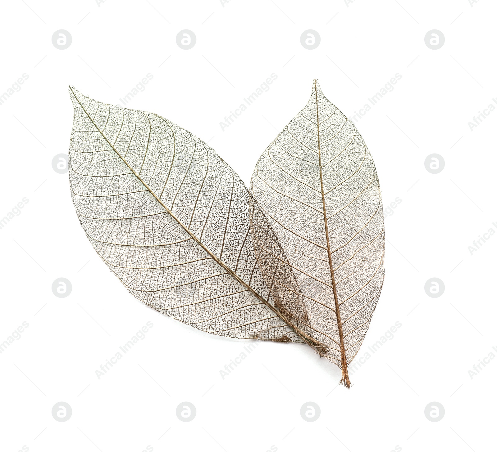 Photo of Beautiful decorative skeleton leaves on white background, top view