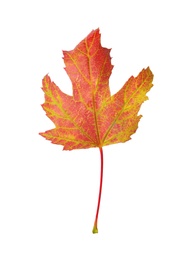 Beautiful leaf isolated on white. Autumn season