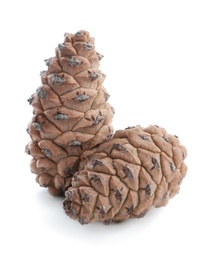 Photo of Fresh young conifer cones on white background