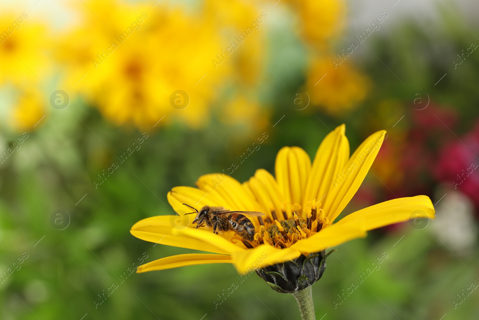 Photo of Beautiful flower with honeybee on blurred background